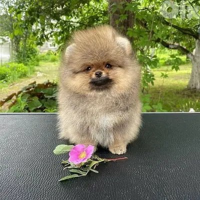 Fluffy Pomeranian Puppies/Pure breed/Available/In store/Delivery