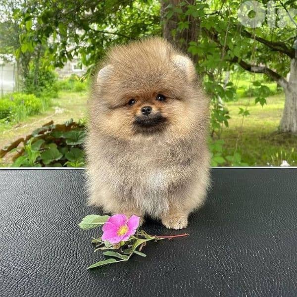 Fluffy Pomeranian Puppies/Pure breed/Available/In store/Delivery 0
