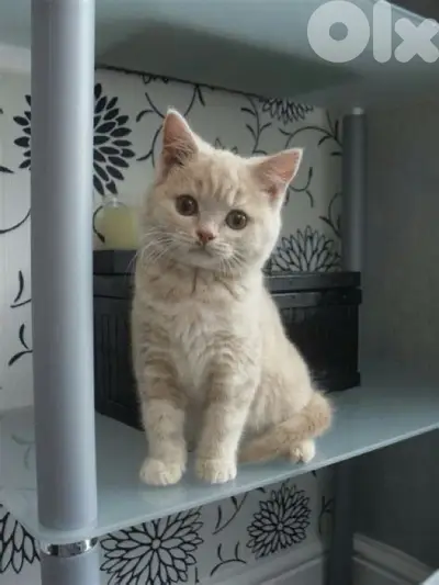 Cutest Golden British Short Hair kitten available in store قطط