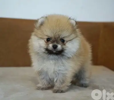 Fluffiest Pomeranian Small Puppies/ dog كلاب