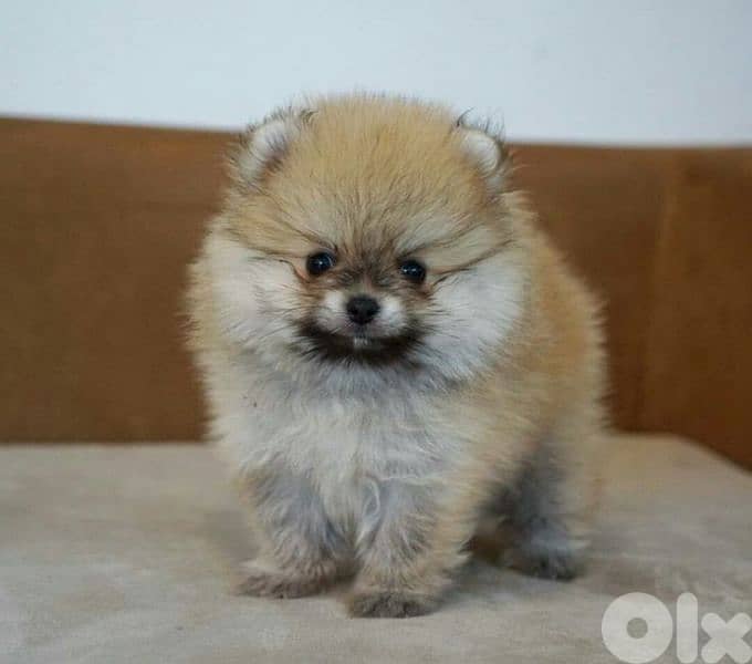 Fluffiest Pomeranian Small Puppies/ dog كلاب 0