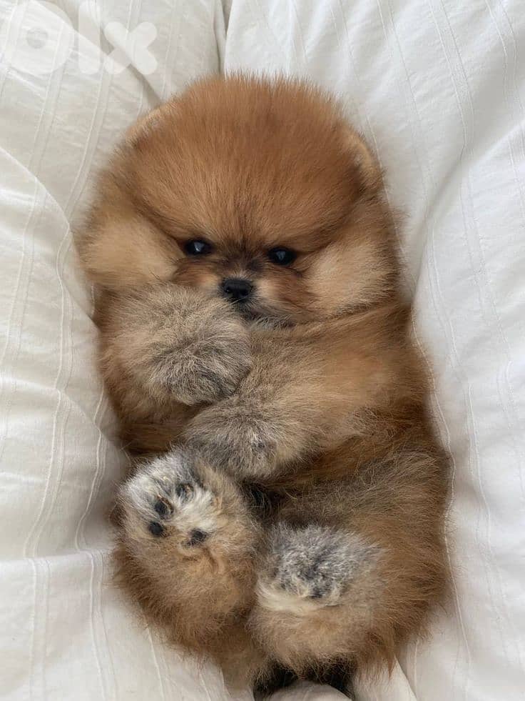 Pomeranian Fluffy Puppies in store/ dog 0