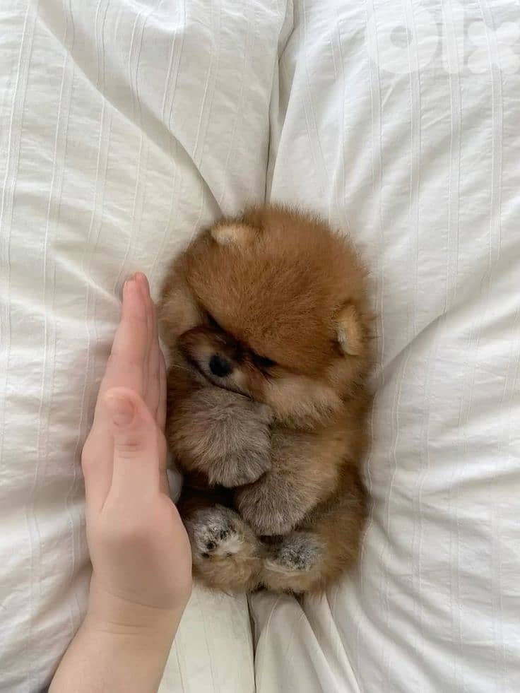 Perfect Pomeranian Puppies Available/ dog 0