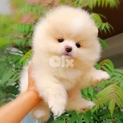 Pomeranian puppy imported ADORABLE