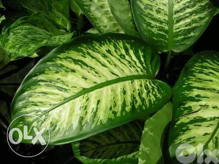 Dieffenbachia دفنباخية 1
