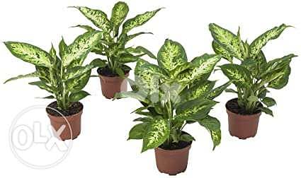 Dieffenbachia دفنباخية 2