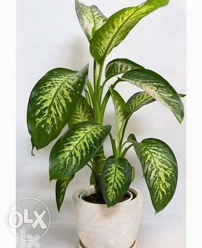 Dieffenbachia دفنباخية 0