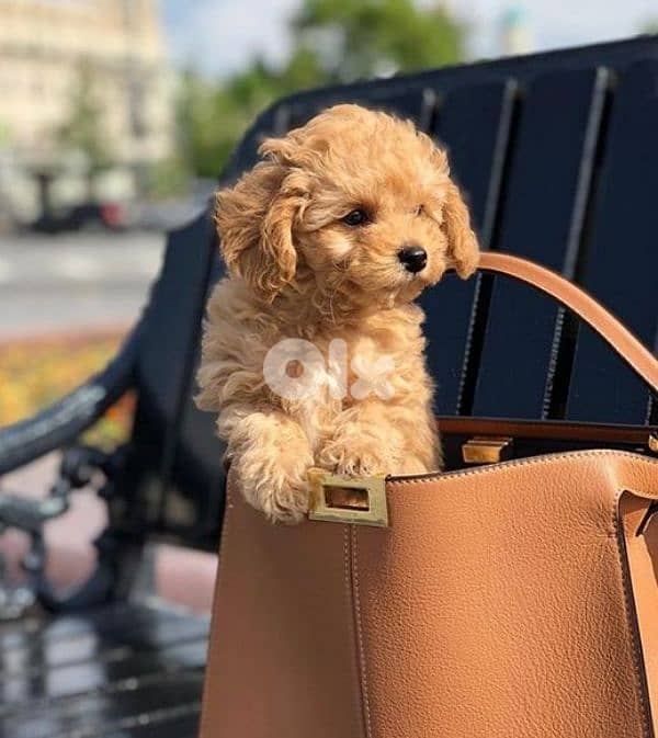 Playful Maltipoo Puppies Available/ dog كلاب 0