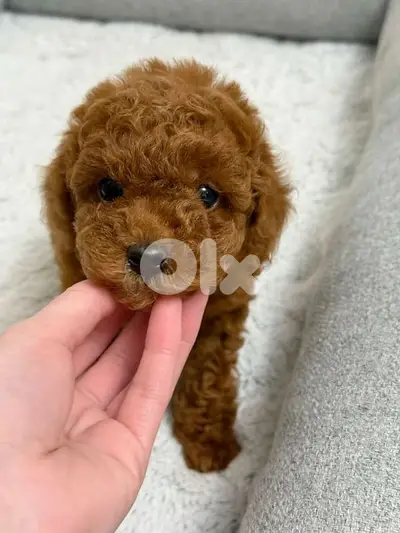 Small Poodle Puppies/ dog كلاب delivery available