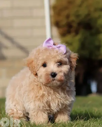Maltipoo Cute Puppies Small/ dog كلاب