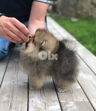 Adorable Pomeranian Puppies/Dog/كلاب/InStore/Delivery