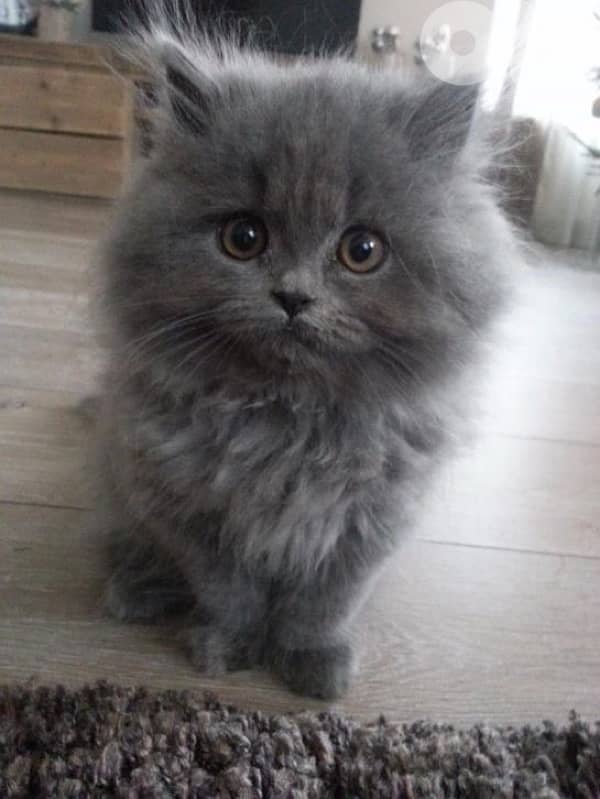 Persian Kitten grey cuteness overloaded 0