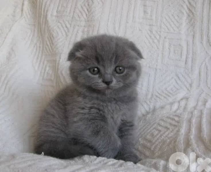 Scottish fold shorthair grey kitten 0