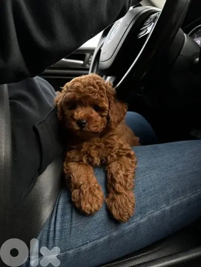 Poodle Small Puppies/ dog كلاب we deliver