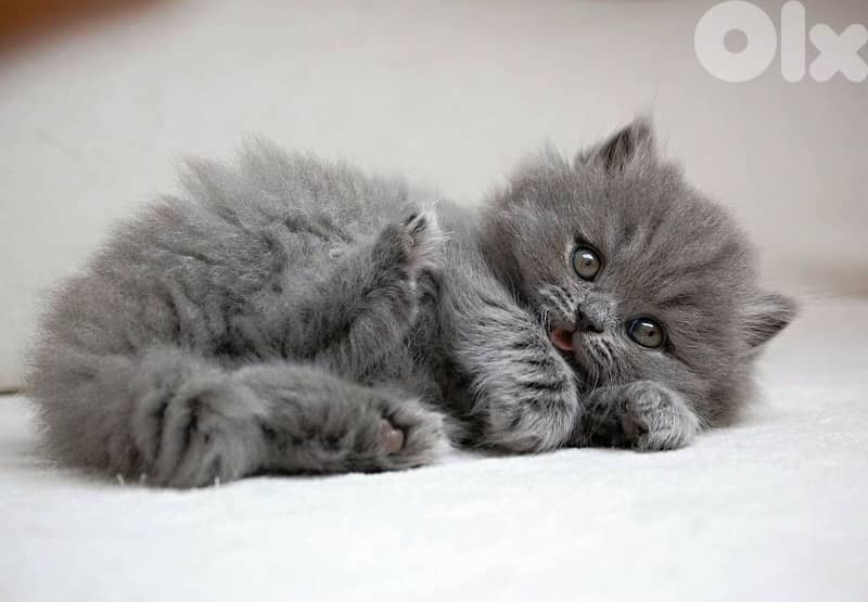 persian grey Kitten BEAUTY Delivery قطط 0