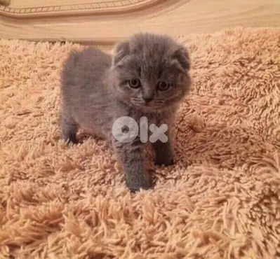 Grey Scottish Fold Kittens - cat قطط delivery available