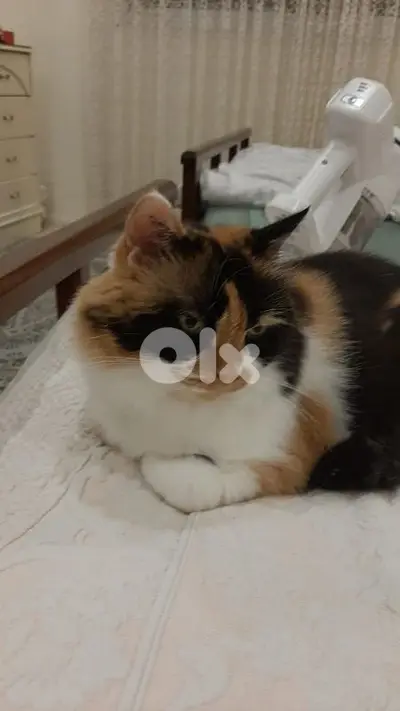 Cat for adoption