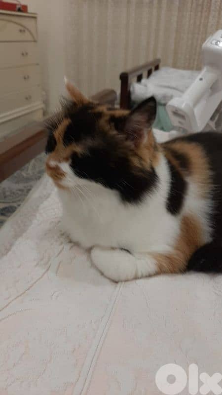 Cat for adoption 1