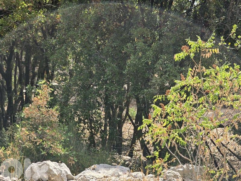 Land for Sale 3