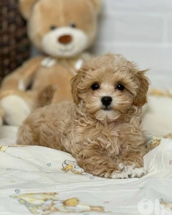 Sweet Maltipoo Small Puppies- dog كلاب 0
