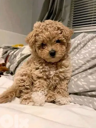 TOY POODLE APRICOT COLOR PUPPY IMPORTED PURE BREED/كلاب/DOG/DELIVERY