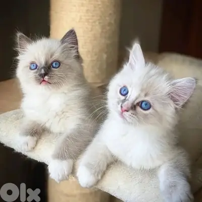 British color point Blue eyes kitten delivery