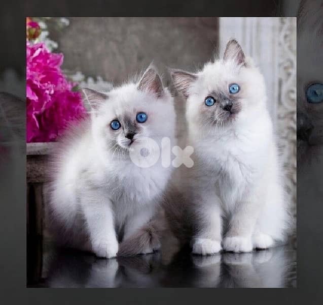 British blue point 0