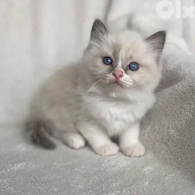 british kitten Blue point قطط