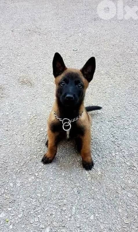 Malinois Belgian Shepherd Puppies 0