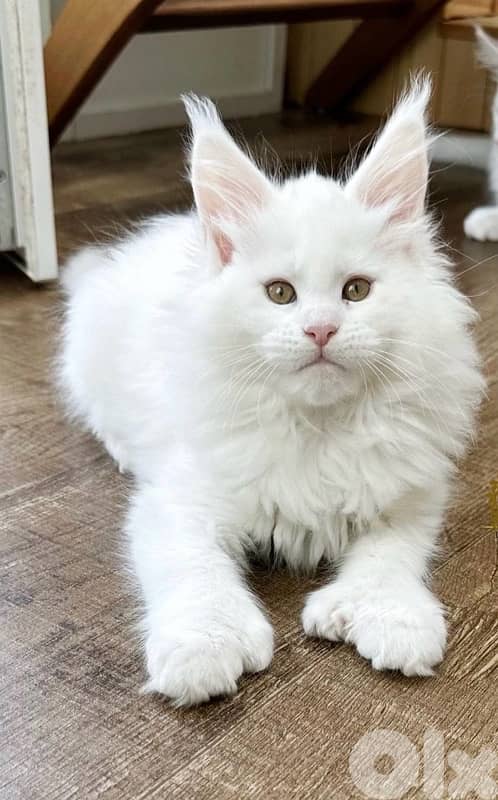 Snow White Mainecoon imported per request 0