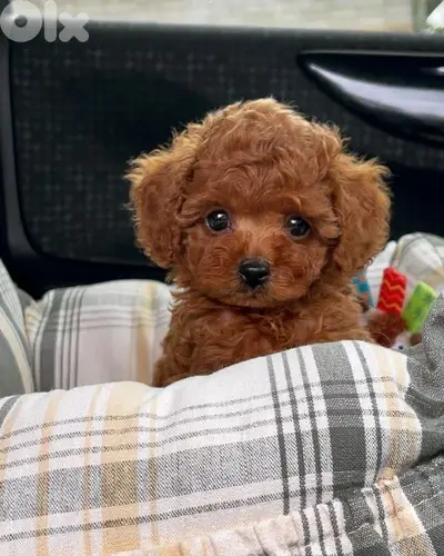 Poodle Puppy/ dog كلاب Delivery Available