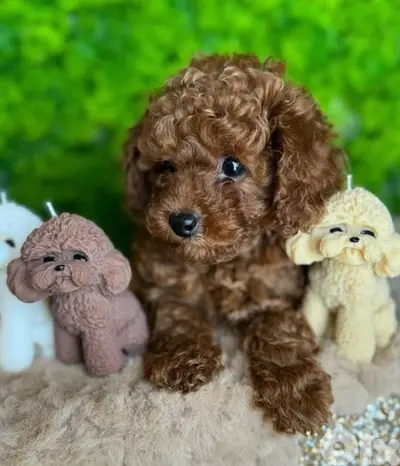 Small Poodle Puppies Available now/ dog كلاب delivery
