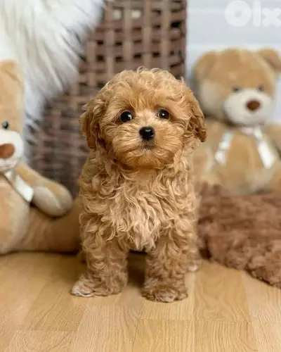 Toy Maltipoo Small Puppies/ dog كلاب delivery