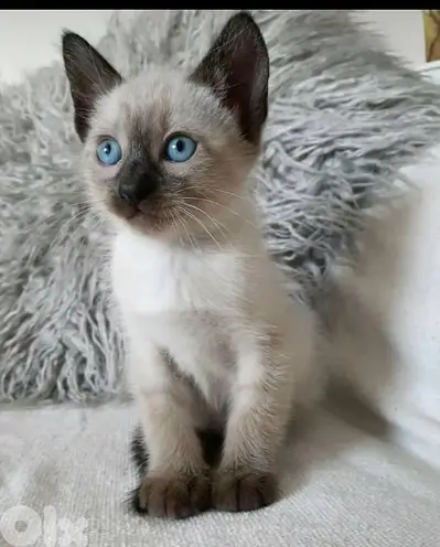 Siamese Kittens Available/ cat قطط