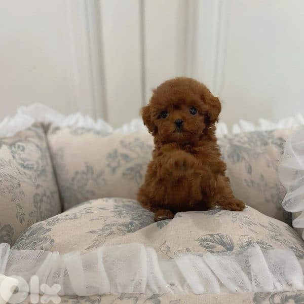 Small Toy Poodle Puppies Available/ dog كلاب 0
