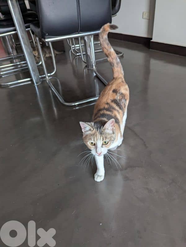 Two spayed female kittens (12 months, 16 months) and their gear/toys 1