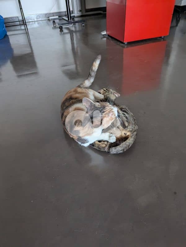 Two spayed female kittens (12 months, 16 months) and their gear/toys 2