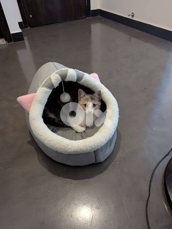 Two spayed female kittens (12 months, 16 months) and their gear/toys 4