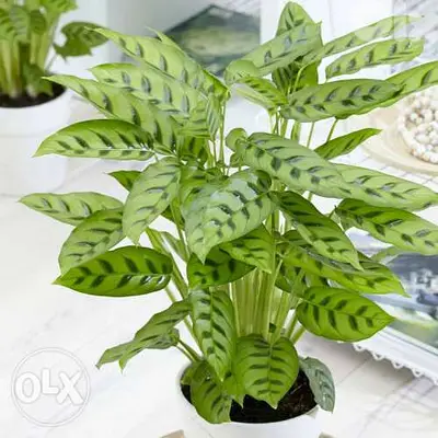 Leo calathea نبات كالاتيا