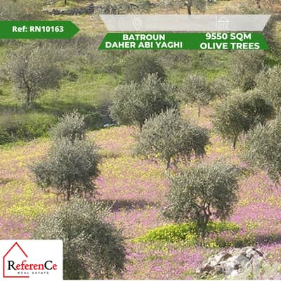 Land with Olive trees in Batroun أرض في البترون مزروعة زيتون للبيع