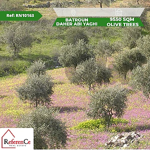 Land with Olive trees in Batroun أرض في البترون مزروعة زيتون للبيع