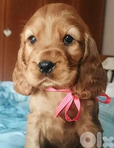 cocker spaniel Puppies/ dogs كلاب