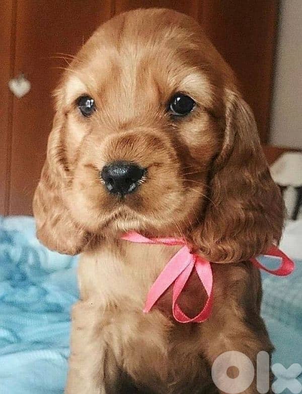 cocker spaniel Puppies/ dogs كلاب 0