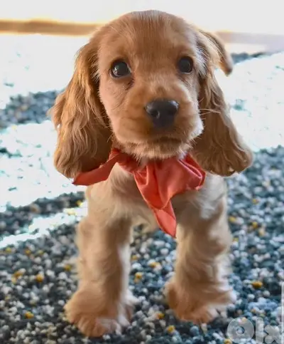 Cocker Spaniel Puppies Available/ dog كلاب dog