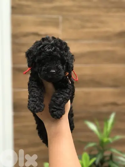Poodle BLack Puppies/ dog كلاب