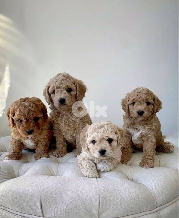 Sweet Poodle Puppies / dog كلاب) 0