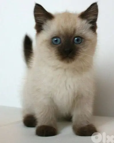 Siamese Pure Kitten/ cat قطط kittens