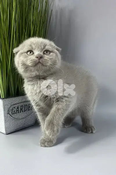 Small Lilac Special Scottish Fold Kittens/ cat قطط