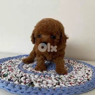 Small Cute Poodle Toy Puppies/ dog كلاب