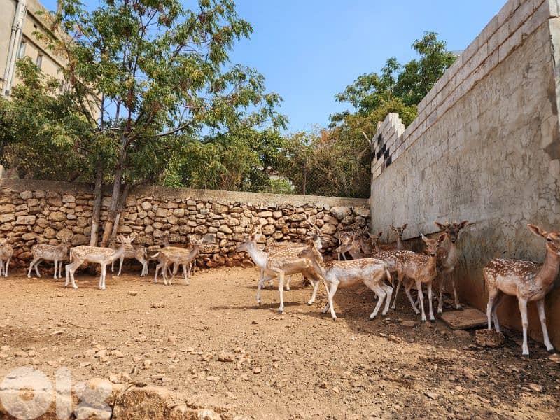 fallow deers 2
